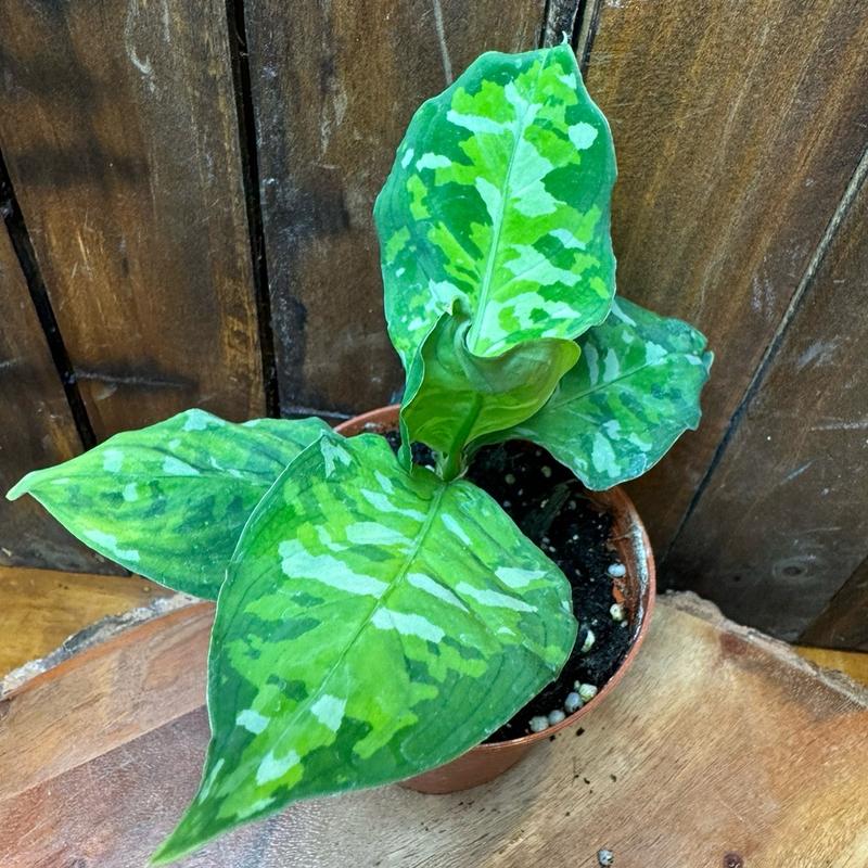 Aglaonema 4in Pictum Tricolor