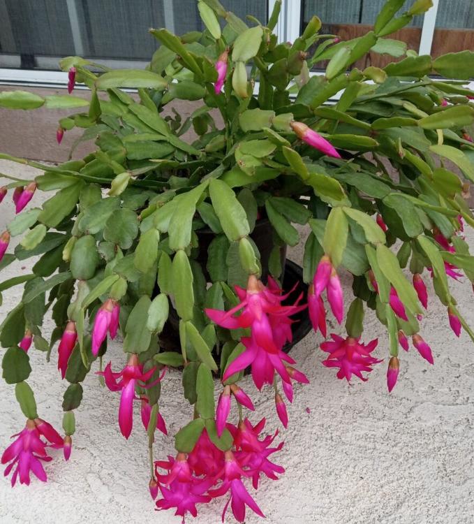 Thanksgiving Cactus Plant Live Zygocactus Plant Christmas Cactus Plant in 2 Inch Pot - Pink