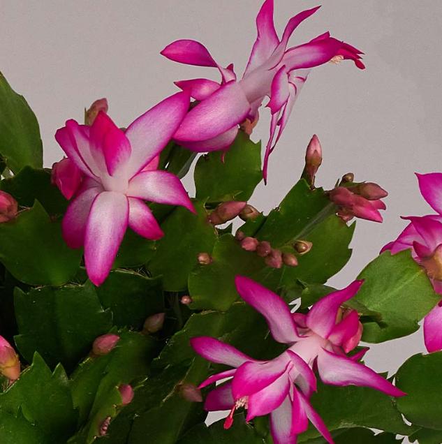 Thanksgiving Cactus Plant Live Zygocactus Plant Christmas Cactus Plant in 2 Inch Pot - Pink