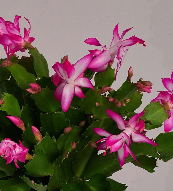 Thanksgiving Cactus Plant Live Zygocactus Plant Christmas Cactus Plant in 2 Inch Pot - Pink