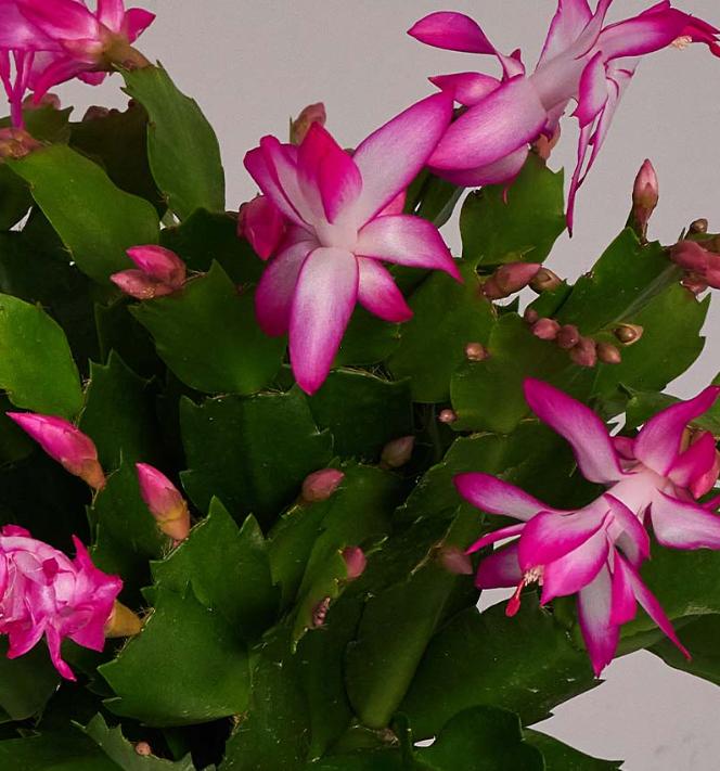 Thanksgiving Cactus Plant Live Zygocactus Plant Christmas Cactus Plant in 2 Inch Pot - Pink