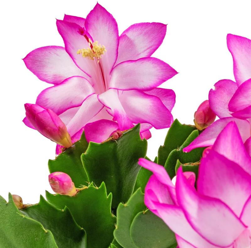 Thanksgiving Cactus Plant Live Zygocactus Plant Christmas Cactus Plant in 2 Inch Pot - Pink