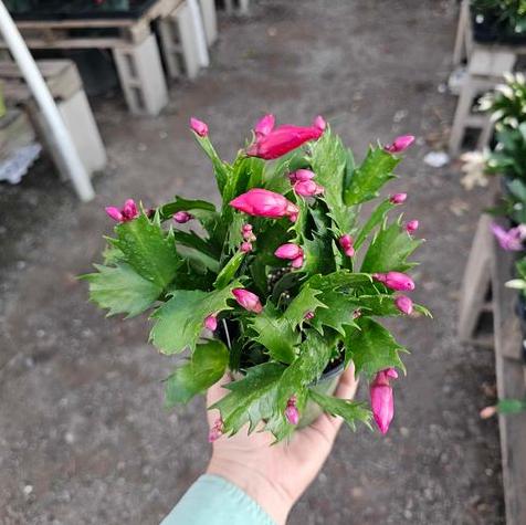 Thanksgiving Cactus Plant Live Zygocactus Plant Christmas Cactus Plant in 2 Inch Pot - Pink