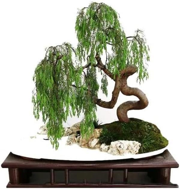 Money Tree Bonsai Fresh Cutting - Thick Trunks Fast Growing Light Bonsai Indoor Money Plant - Antique Piece for Your Home and Office