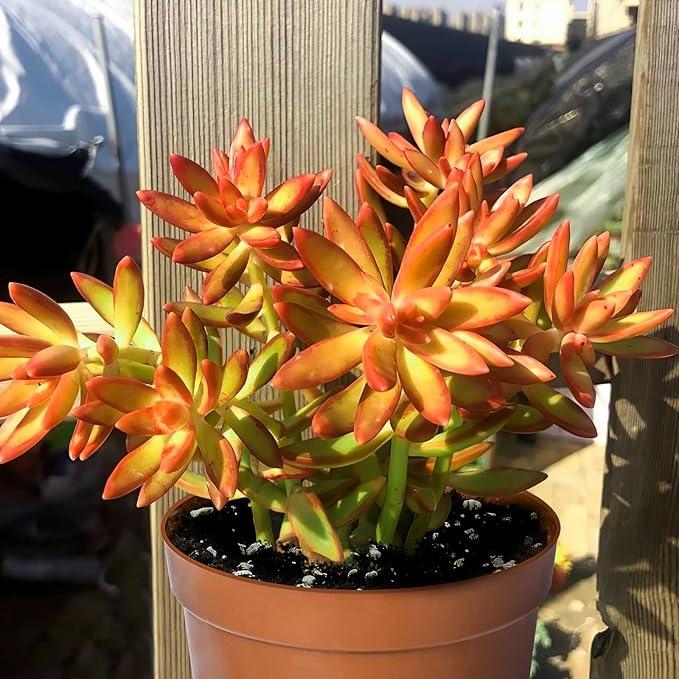 Succulent Sedum Adolphi 'Firestorm', Live Succulents Plants Fully Rooted, Easy-Care House Plants for DIY, Home Office Decoration, Wedding Party Favor