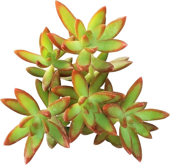 Succulent Sedum Adolphi 'Firestorm', Live Succulents Plants Fully Rooted, Easy-Care House Plants for DIY, Home Office Decoration, Wedding Party Favor