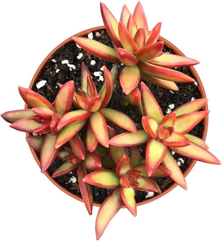 Succulent Sedum Adolphi 'Firestorm', Live Succulents Plants Fully Rooted, Easy-Care House Plants for DIY, Home Office Decoration, Wedding Party Favor