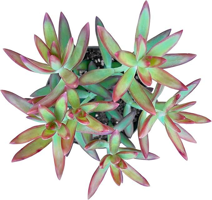 Succulent Sedum Adolphi 'Firestorm', Live Succulents Plants Fully Rooted, Easy-Care House Plants for DIY, Home Office Decoration, Wedding Party Favor