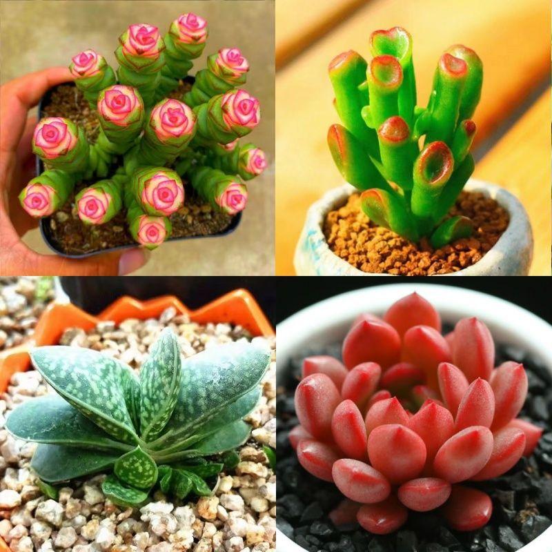 Shop Succulents Unique Succulent Plant Pack Bulk Collection - Live Mini Succulent Plants, Low Maintenance, Exceptional Colors & Textures - Wedding and Party Favors, Gift & Garden