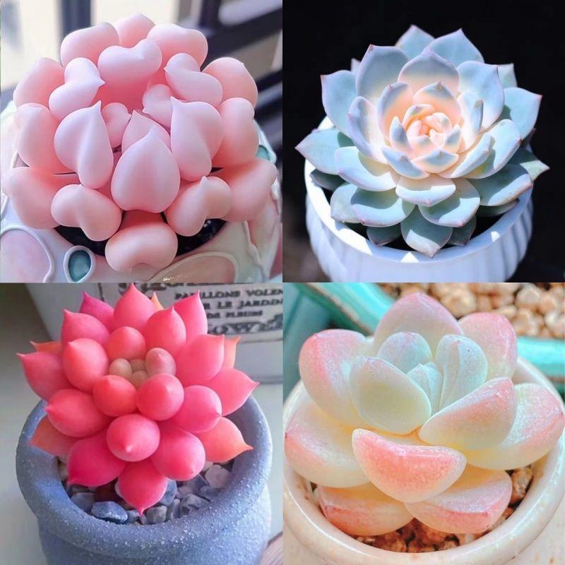 Shop Succulents Unique Succulent Plant Pack Bulk Collection - Live Mini Succulent Plants, Low Maintenance, Exceptional Colors & Textures - Wedding and Party Favors, Gift & Garden