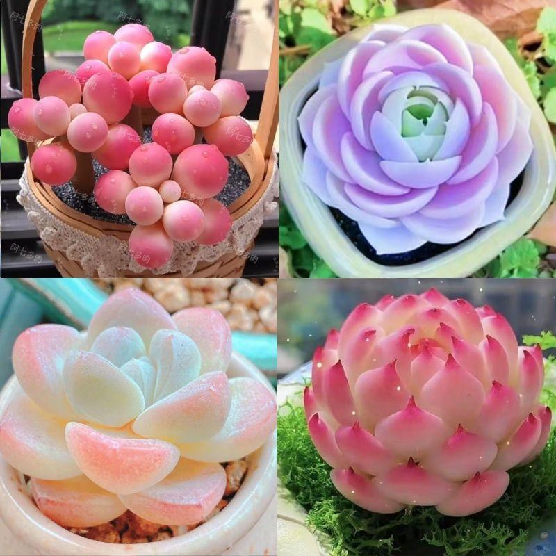 Shop Succulents Unique Succulent Plant Pack Bulk Collection - Live Mini Succulent Plants, Low Maintenance, Exceptional Colors & Textures - Wedding and Party Favors, Gift & Garden