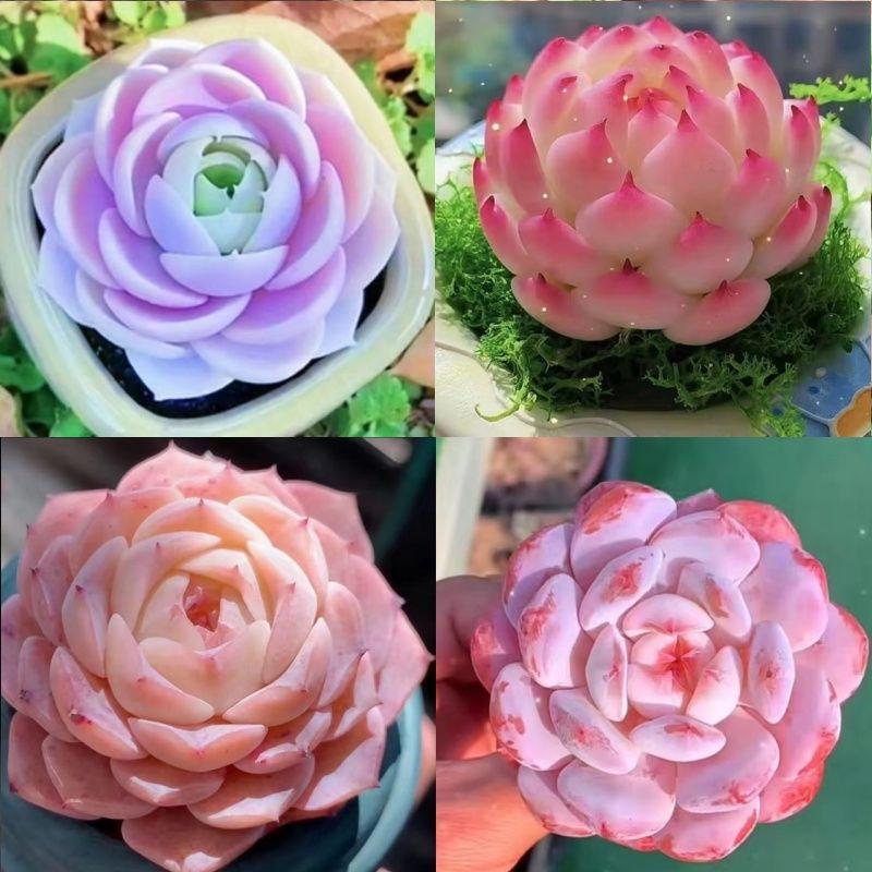 Shop Succulents Unique Succulent Plant Pack Bulk Collection - Live Mini Succulent Plants, Low Maintenance, Exceptional Colors & Textures - Wedding and Party Favors, Gift & Garden