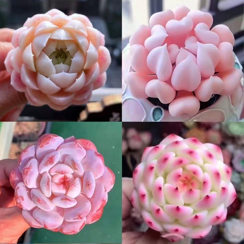 Shop Succulents Unique Succulent Plant Pack Bulk Collection - Live Mini Succulent Plants, Low Maintenance, Exceptional Colors & Textures - Wedding and Party Favors, Gift & Garden