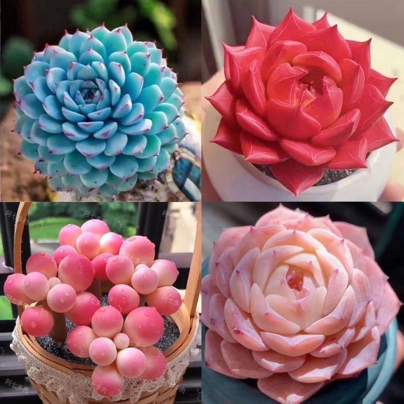 Shop Succulents Unique Succulent Plant Pack Bulk Collection - Live Mini Succulent Plants, Low Maintenance, Exceptional Colors & Textures - Wedding and Party Favors, Gift & Garden