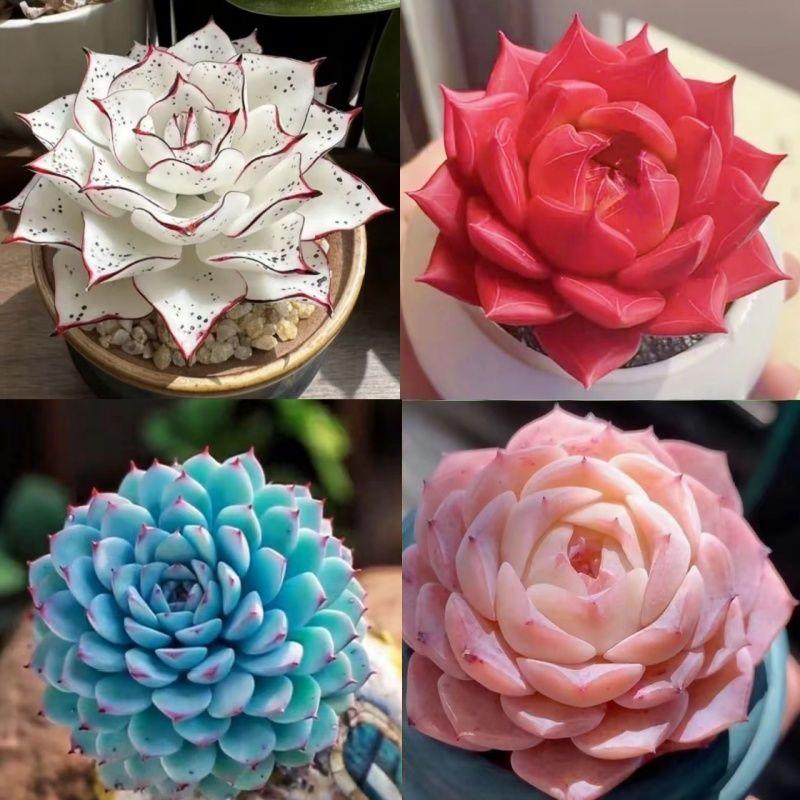 Shop Succulents Unique Succulent Plant Pack Bulk Collection - Live Mini Succulent Plants, Low Maintenance, Exceptional Colors & Textures - Wedding and Party Favors, Gift & Garden